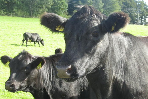 Unsere Angusrinder