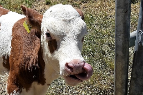 ''Unsere Klber freuen sich ber Streicheleinheiten. ''