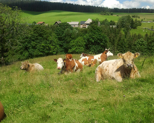 Farnbauernhof Sch�nwald (Sch�nwald)
