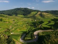 Kaiserstuhl Totenkopf (Bildnachweis: Touristik-Information Vogtsburg i.K. ) Kaiserstuhl Totenkopf (Bildnachweis: Touristik-Information Vogtsburg i.K. )