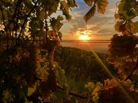 Auggen (Bildnachweis: Mit freundlicher Genehmigung der Touristikinformation Auggen) Auggen (Bildnachweis: Mit freundlicher Genehmigung der Touristikinformation Auggen)