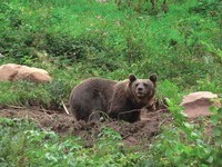  (Bildnachweis: Bilder mit freundlicher Genehmigung von http://www.wolftal.de/)