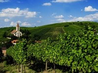  (Bildnachweis: Mit freundlicher Genehmigung der Touristikinformation Auggen / Winzerkeller Auggener Sch�f)