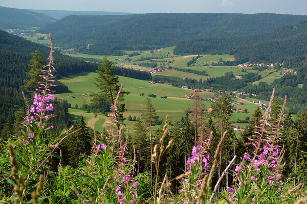 Blick ins Murgtal von der Königswart Copyright: (Mit freundlicher Genehmigung der Gemeinde Seewald) Blick ins Murgtal von der Königswart Copyright: (Mit freundlicher Genehmigung der Gemeinde Seewald)