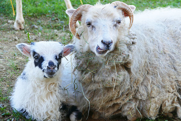 Ziegen im Streichelzoo Bildnachweis: Fam. Sennert - Freizeitpark-Rotfelden