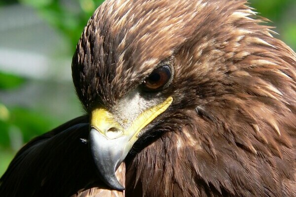  Bildnachweis: Mit freundlicher Genehmigung des Wildgeheges Waldshut