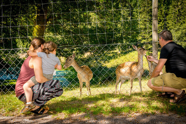 Wildgehege Salvest Copyright: (Wirtschaft und Tourismus Villingen-Schwenningen GmbH) Wildgehege Salvest Copyright: (Wirtschaft und Tourismus Villingen-Schwenningen GmbH)