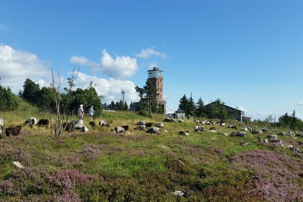 Hornisgrinde Bildnachweis: Tourist-Info Seebach