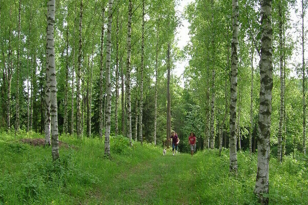 Birkenwald im Liliental, Copyright: Mit freundlicher Genehmigung der Kaiserstuhl Touristik e.V. Ihringen