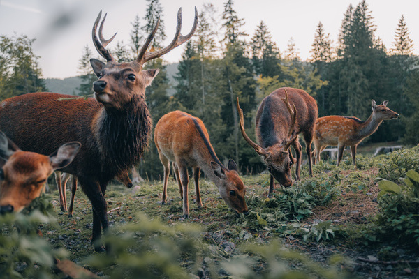 Hirsche im Wildgehege St. Blasien Copyright: ( Hochschwarzwald Tourismus GmbH)