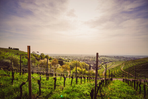 Ortenauer Weinpfad Copyright: (Stadt Offenburg) Ortenauer Weinpfad Copyright: (Stadt Offenburg)