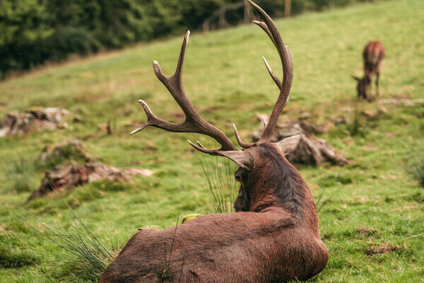 Wildgehege Sankenbach Copyright: (Mit freundlicher Genehmigung von Baiersbronn Touristik | &copy; Max Gnter)